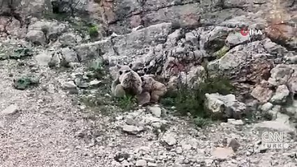 Tunceli'de anne ayı, yavrularını emzirirken görüntülendi