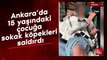 Ankara’da 15 yaşındaki çocuğa sokak köpekleri saldırdı