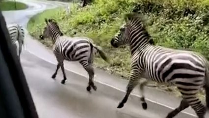 Sorprendidos por unas cebras al galope en un barrio de Washington