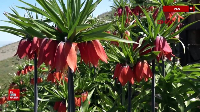 Van'da ters laleler, jandarma ekipleri tarafından korunuyor