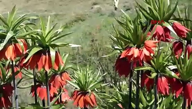 Ters laleler jandarma korumasında