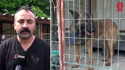 Kuduz vakasının görüldüğü bölgeden toplanan 12 köpeğin barınaktaki tedavi süreci devam ediyor