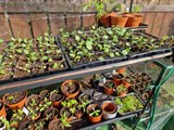 Seedling progress and Garden Tour: Gardening With Brendan Week 7