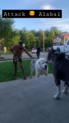 Two Big dog's ready to each other fighting