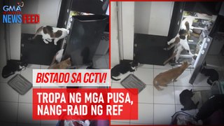 Bistado sa CCTV! Tropa ng mga pusa, nang-raid ng ref | GMA Integrated Newsfeed