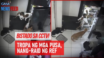 Download Video: Bistado sa CCTV! Tropa ng mga pusa, nang-raid ng ref | GMA Integrated Newsfeed