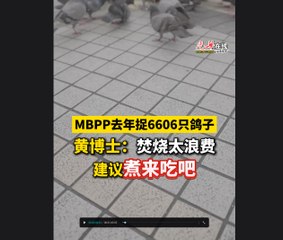 MBPP去年捉6606只鸽子  黄博士：焚烧太浪费 建议煮来吃吧