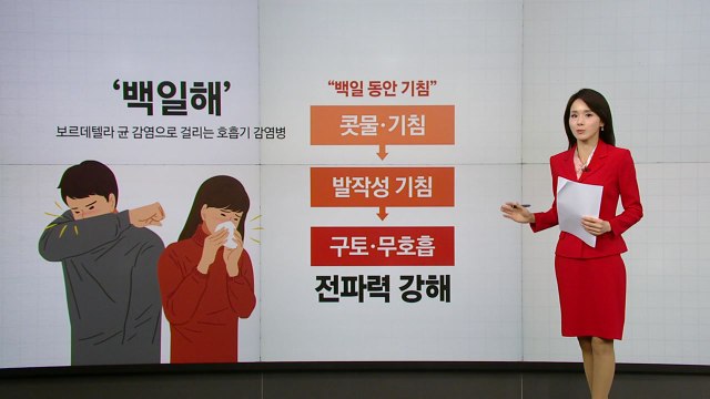 '발작 기침' 백일해 환자 33배↑...어린이 '비상' [앵커리포트] / YTN