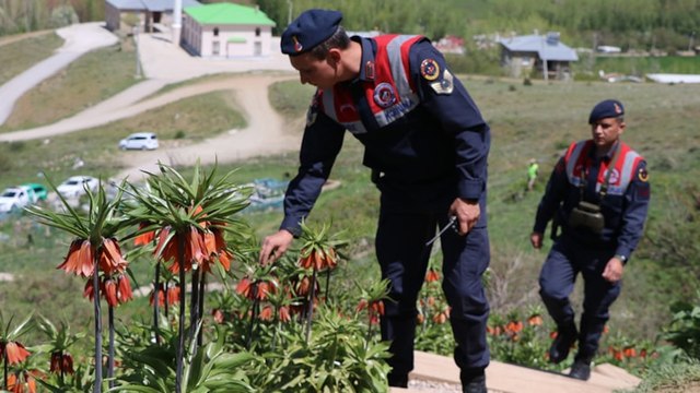 Ters laleler jandarma korumasında