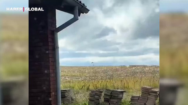 Yavrularını şahinlerden korumaya çalışan anne tavşanın çabası görenleri ağlattı