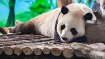 Llegan dos nuevos osos panda directos desde China al zoo de Madrid