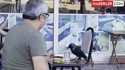 Haylaz karga kahvehanenin müdavimi oldu