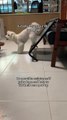 Man Teaches How to Make Dog do Handstand