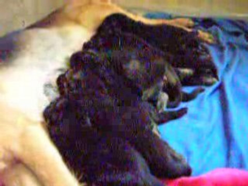 Chiots varna 066