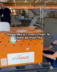 Un chien meurt après avoir été mis dans le mauvais avion, la réaction de son maître est déchirante