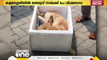 കളമശ്ശേരിയിലെ തെരുവുനായ ആക്രമണം; ചത്ത നിലയില്‍ കണ്ടെത്തിയ നായക്ക് പേവിഷബാധ