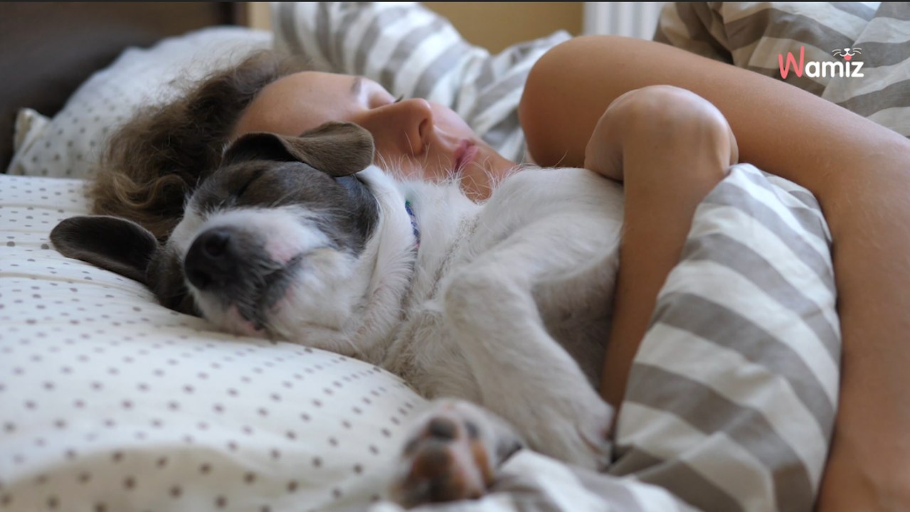 Dormir avec un chien serait plus néfaste pour le sommeil que de dormir avec un chat