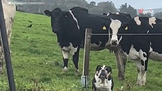 En se promenant, son chien découvre des vaches : la rencontre fait rire plus de 9M de personnes
