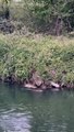 Beaver in Canterbury