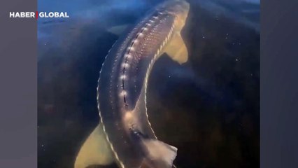 Devasa mersin balığı boyutuyla şaşırttı