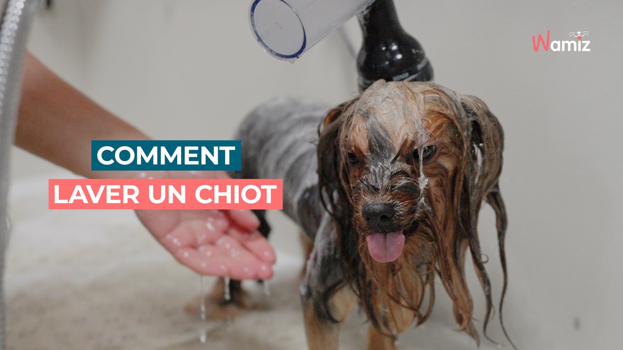 À quel âge peut on laver un chiot ? Tout sur le premier bain du chiot