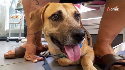 Son collier le serrait tellement que sa tête a gonflé comme un ballon : miraculé, ce chien espère trouver une famille