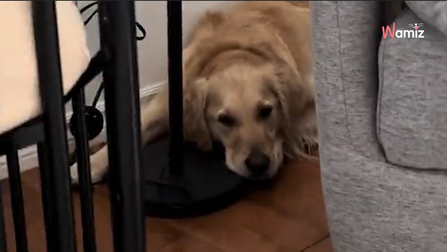 Son Golden Retriever est introuvable dans la maison : sa cachette laisse 429K internautes bouche bée (vidéo)