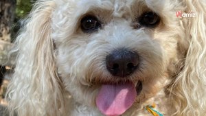 City dog is unrecognisable after visiting his grandparents in the countryside