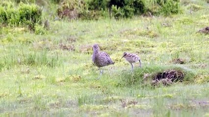 Unique 'first' for Cumbria sees Herdwick Sheep helping Lapwing, Curlew and Skylark
