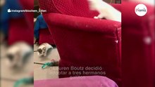 Hizo una foto a su gatito adoptado: ¡la imagen arrasó Instagram en cuestión de minutos!