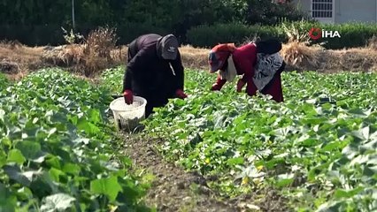 Deprem bölgesinde beklenen hasat başladı: Tarlada 30 TL