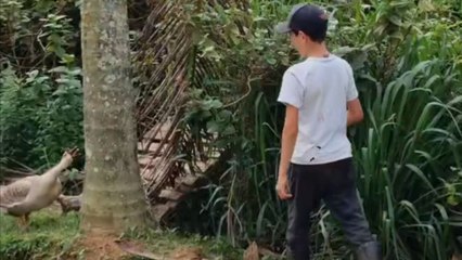 Unlikely foes at the pond: Goose launches an attack on a young boy