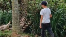 Unlikely foes at the pond: Goose launches an attack on a young boy