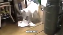 Very funny cat cleaning the house
