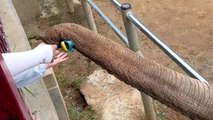 Cleverer Elefant gibt Besucherschuh zurück, nachdem dieser in sein Gehege gefallen ist