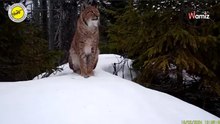 Niedaleko pada jabłko od jabłoni: zachowanie nagranego przez Park Narodowy rysia bawi właścicieli kotów