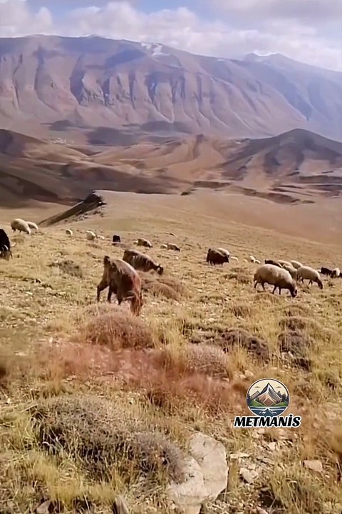 Dünyaya bir daha gelsem yine Vanlı olmak isterdim