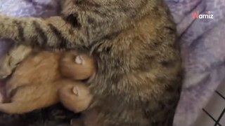 Abandoned near a shop, this pregnant cat desperately needed help (video)
