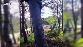 İnsanlardan korkup, 15 metrelik ağaca tırmanan yavru ayının çaresiz halleri
