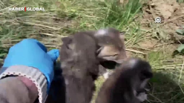 Kazı sırasında bulunan 4 tilki yavrusu koruma altına alındı