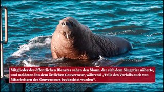 Saftige Geldstrafe: Tourist zu nah an Walross