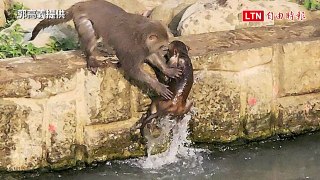 高雄天氣炎熱 台灣獼猴滯洪池跳水比賽逗趣十足（郭高義提供）