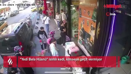 "Yedi Bela Hüsnü" isimli bir kedi, kimseye geçit vermiyor