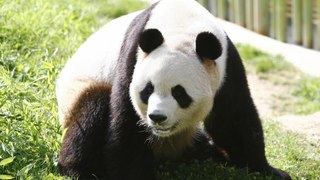 Una nueva pareja de pandas chinos llega al Zoo Aquarium de Madrid