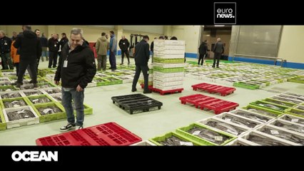 Proaktives Handeln hilft Fischbestände zu erhalten und nachhaltig zu befischen