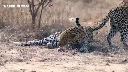 Önce ilgi isteyip sonra kavga çıkaran dişi leoparın görüntüleri güldürdü