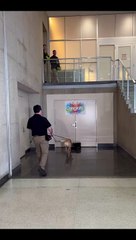 Este cão farejador reformou-se e teve direito a festa surpresa. Veja