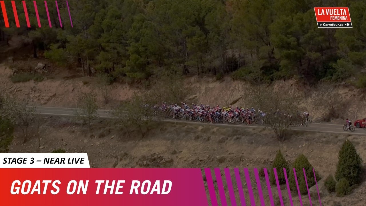 Near Live - Stage 3 - GOATS on the roads