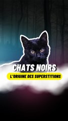 D'ou vient cette légende des chats noirs ?