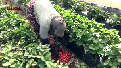Çilek üreticisi girdi maliyetlerine yetişemiyor